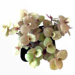 Callisia Repens Golden Live Plant – Miniature Wandering Dude Succulent - Image 3