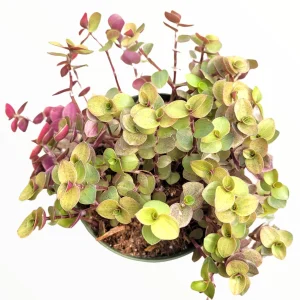 Callisia Repens Golden Live Plant – Miniature Wandering Dude Succulent - Image 1
