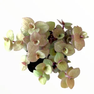 Callisia Repens Golden Live Plant – Miniature Wandering Dude Succulent - Image 4
