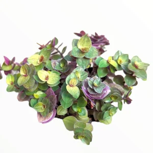 Callisia Repens Golden Live Plant – Miniature Wandering Dude Succulent - Image 8