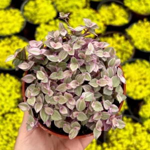 Callisia Repens Pink Lady Plant – 4 inch Potted Houseplant – Live Trailing Succulent - Image 2