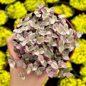 Callisia Repens Pink Lady Plant – 4 inch Potted Houseplant – Live Trailing Succulent - Image 3