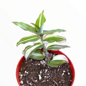 Callisia Soconuscensis Variegata Live Succulent Houseplant – Easy Care Indoor Plant - Image 2