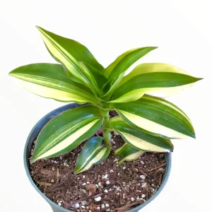 Callisia Soconuscensis Variegata Live Succulent Houseplant – Easy Care Indoor Plant - Image 3