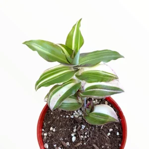 Callisia Soconuscensis Variegata Live Succulent Houseplant – Easy Care Indoor Plant - Image 1