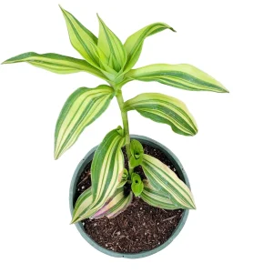 Callisia Soconuscensis Variegata Live Succulent Houseplant – Easy Care Indoor Plant - Image 5