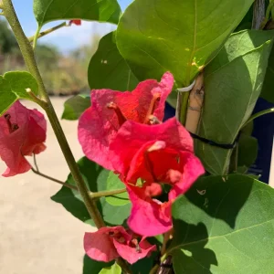 Camarillo Fiesta Bougainvillea Live Plant, 2ft Tall in 6