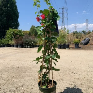 Camarillo Fiesta Bougainvillea Live Plant, 2ft Tall in 6