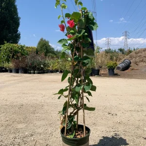Camarillo Fiesta Bougainvillea Live Plant, 2ft Tall in 6