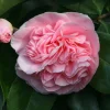 Camellia 'Debutante' Live Plant – 1ft Tall – 6 Inch Pot – Outdoor Shrub - Image 1