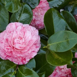 Camellia japonica 'Carter's Sunburst' Live Plant – 1ft Tall, 6" Pot – Outdoor Shrub - Image 1