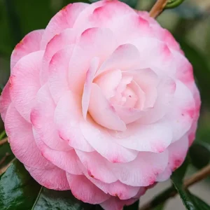 Camellia japonica 'Nuccio's Pearl' Live Plant - 2 ft Tall, 1 Gallon Pot - Image 2