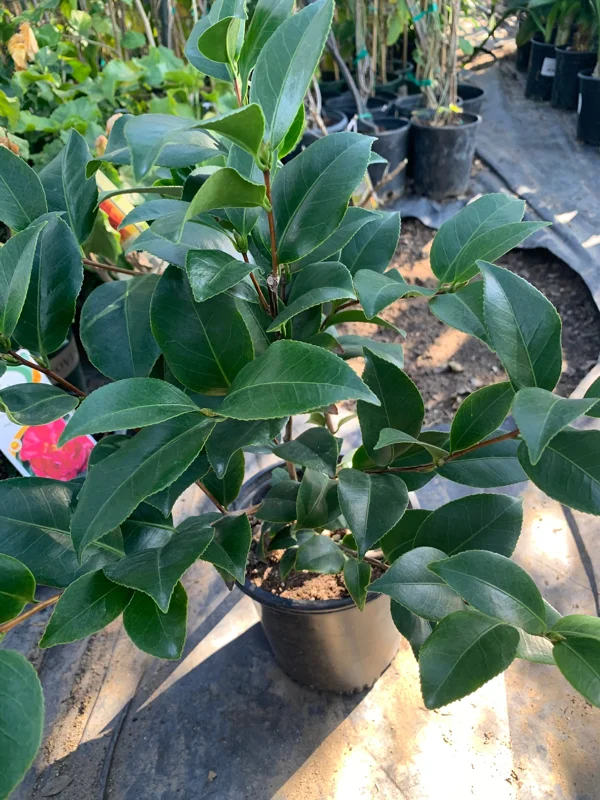 Camellia Japonica 'Spellbound' Live Plant – 1ft Tall, 6in Pot, Coral Rose Blooms - Image 2
