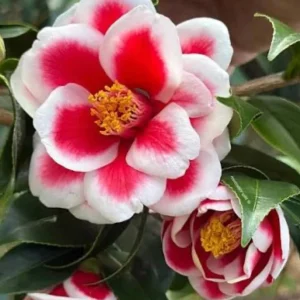Camellia Japonica 'Tama Peacock' Live Plant - 1-2 ft, 1 Gal Pot, Outdoor Shrub - Image 2