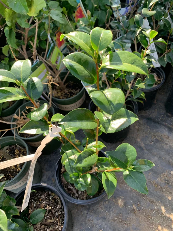 Camellia Japonica 'Tom Knudsen' Live Plant – 1ft Tall, Dark Red Flowers - Image 2