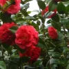 Camellia Kramer's Supreme Live Plant – 1-2 ft – 1 Gallon Pot – Outdoor Shrub - Image 1