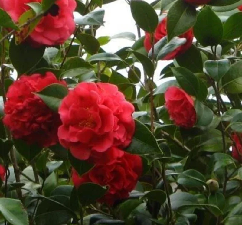 Camellia Kramer's Supreme Live Plant – 1-2 ft – 1 Gallon Pot – Outdoor Shrub - Image 1