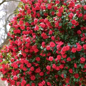 Camellia Red Live Starter Plant - Japonica Red Flower, 10-12 Inch Tall, 4 Inch Pot - Image 10