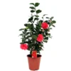 Camellia Red Live Starter Plant - Japonica Red Flower, 10-12 Inch Tall, 4 Inch Pot - Image 1