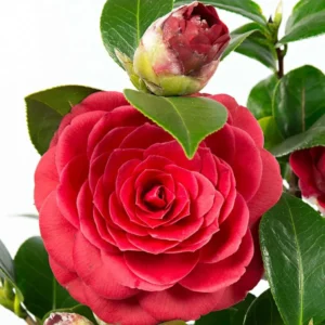 Camellia Red Live Starter Plant - Japonica Red Flower, 10-12 Inch Tall, 4 Inch Pot - Image 2