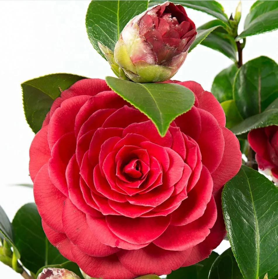 Camellia Red Live Starter Plant - Japonica Red Flower, 10-12 Inch Tall, 4 Inch Pot - Image 2