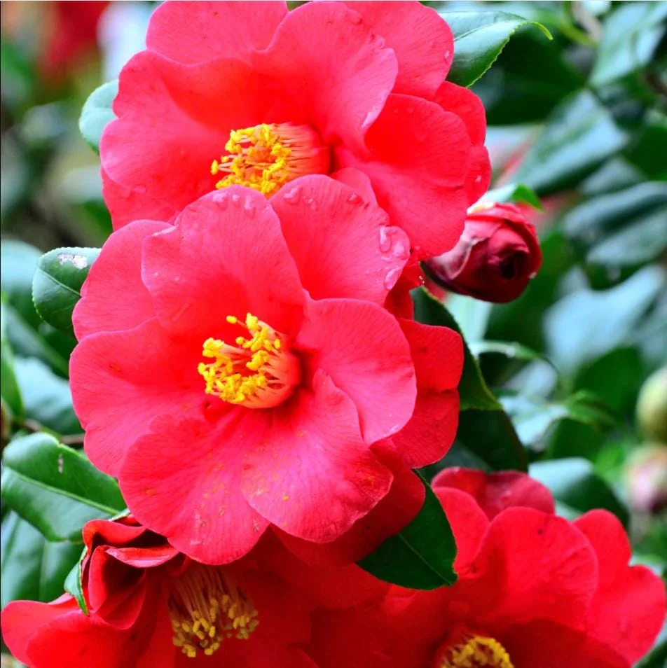 Camellia Red Live Starter Plant - Japonica Red Flower, 10-12 Inch Tall, 4 Inch Pot - Image 4