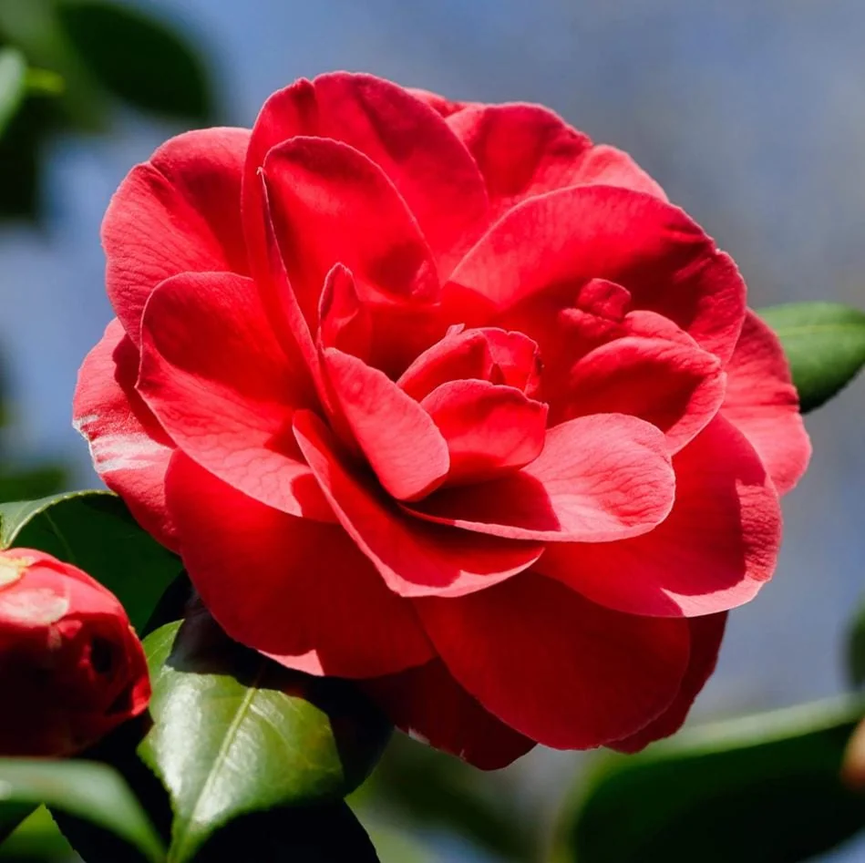 Camellia Red Live Starter Plant - Japonica Red Flower, 10-12 Inch Tall, 4 Inch Pot - Image 5