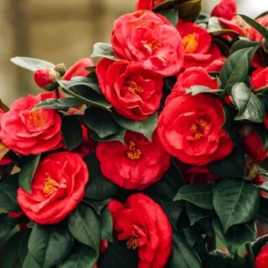 Camellia Red Live Starter Plant - Japonica Red Flower, 10-12 Inch Tall, 4 Inch Pot - Image 6