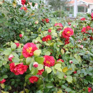 Camellia Red Live Starter Plant - Japonica Red Flower, 10-12 Inch Tall, 4 Inch Pot - Image 8