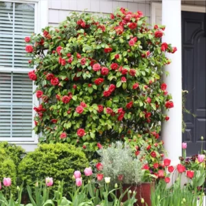 Camellia Red Live Starter Plant - Japonica Red Flower, 10-12 Inch Tall, 4 Inch Pot - Image 9