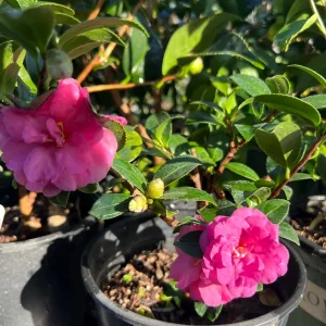 Camellia Shishi Gashira Live Plant – Hot Pink Flowers – 1ft Tall – 1 Gallon Pot – Outdoor Shrub - Image 3