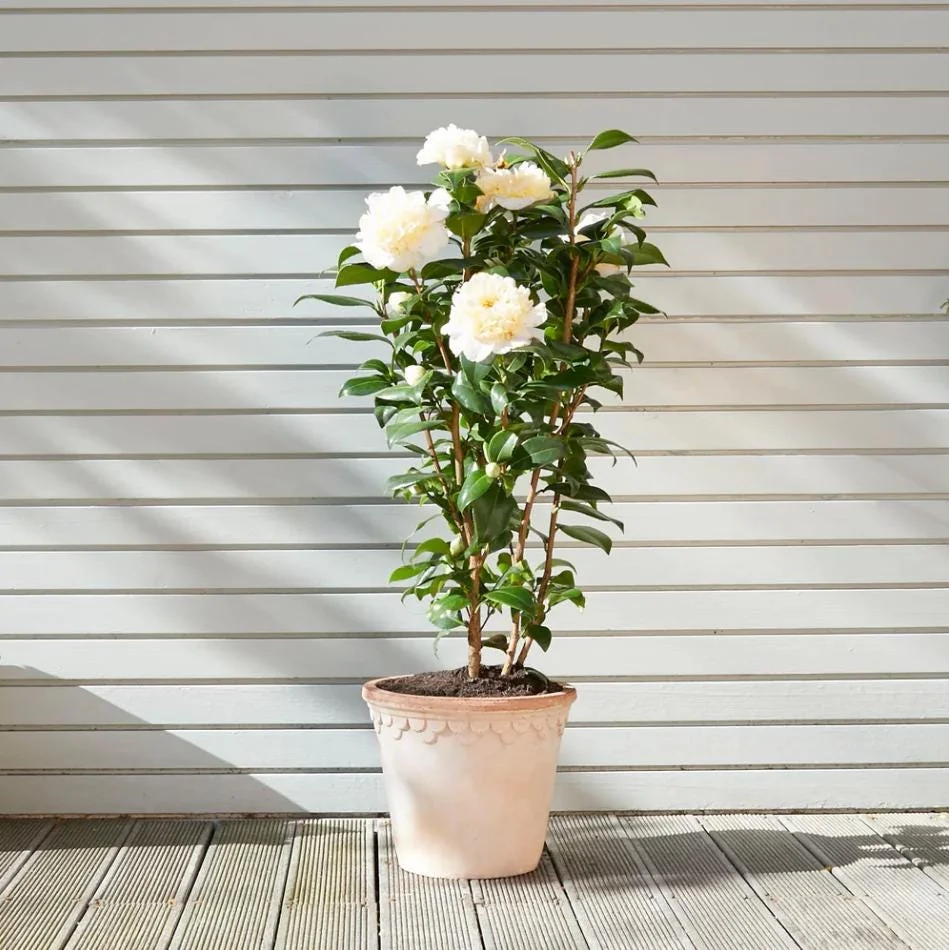 Camellia White Live Starter Plant, Japonica, 10-12 Inch, 4 Inch Pot - Image 10