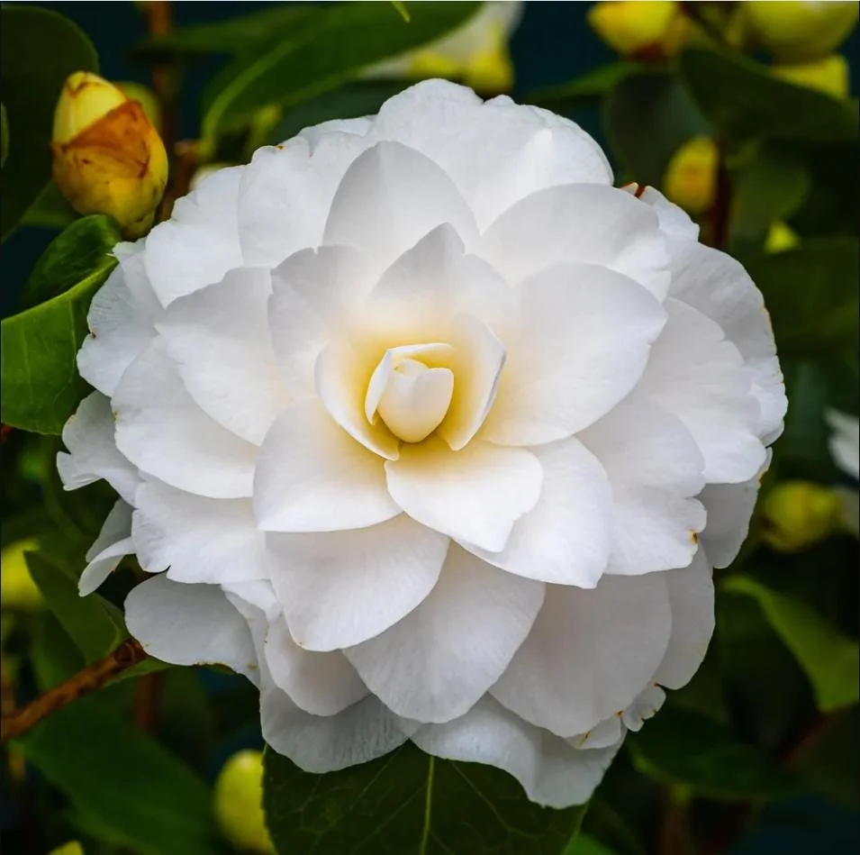 Camellia White Live Starter Plant, Japonica, 10-12 Inch, 4 Inch Pot - Image 2