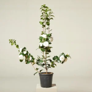 Camellia White Live Starter Plant, Japonica, 10-12 Inch, 4 Inch Pot - Image 3