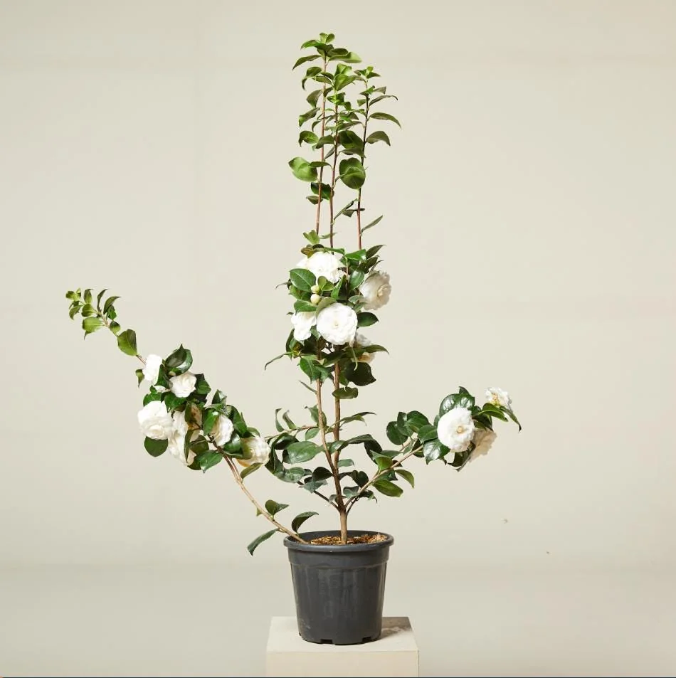 Camellia White Live Starter Plant, Japonica, 10-12 Inch, 4 Inch Pot - Image 3