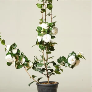 Camellia White Live Starter Plant, Japonica, 10-12 Inch, 4 Inch Pot - Image 4