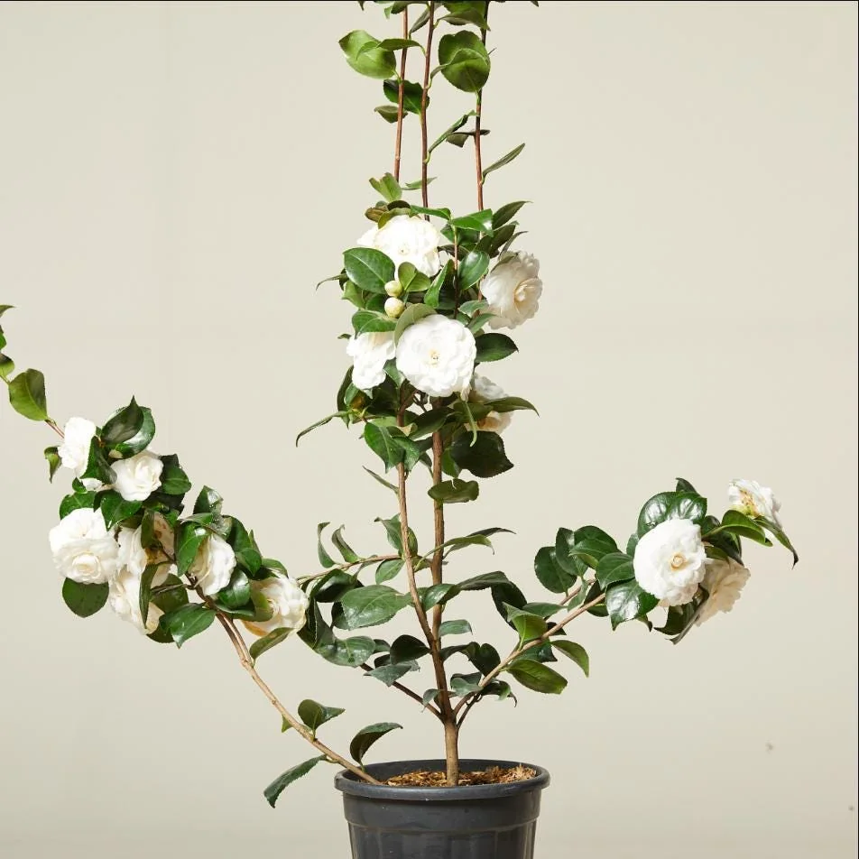 Camellia White Live Starter Plant, Japonica, 10-12 Inch, 4 Inch Pot - Image 4