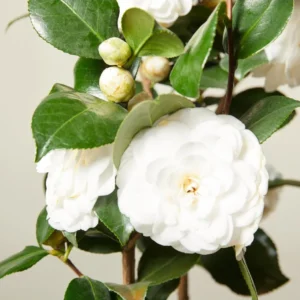Camellia White Live Starter Plant, Japonica, 10-12 Inch, 4 Inch Pot - Image 5