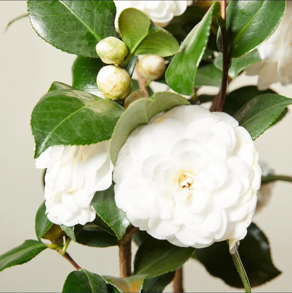 Camellia White Live Starter Plant, Japonica, 10-12 Inch, 4 Inch Pot - Image 5