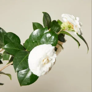 Camellia White Live Starter Plant, Japonica, 10-12 Inch, 4 Inch Pot - Image 6