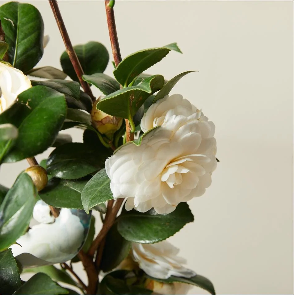 Camellia White Live Starter Plant, Japonica, 10-12 Inch, 4 Inch Pot - Image 7