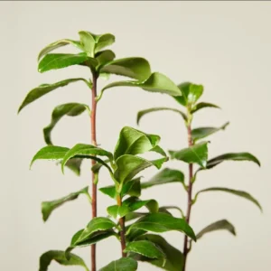 Camellia White Live Starter Plant, Japonica, 10-12 Inch, 4 Inch Pot - Image 8