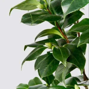 Camellia White Live Starter Plant, Japonica, 10-12 Inch, 4 Inch Pot - Image 9