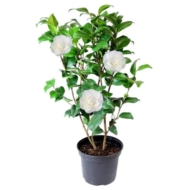 Camellia White Live Starter Plant, Japonica, 10-12 Inch, 4 Inch Pot - Image 1