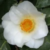 Camellia White Swan Live Plant - 1ft Tall, 6 inch Pot, Partial Sun Shrub - Image 1