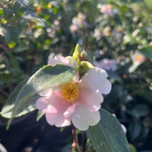 Camellia Yume Live Plant - White & Pink Flowers, 1 ft Tall, 1 Gallon Pot - Image 3