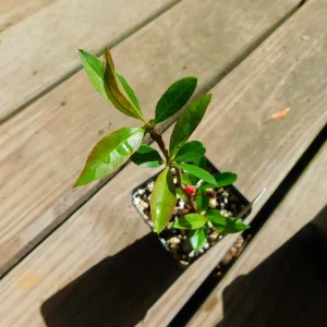 Cameo Flowering Quince Plant – Chaenomeles Speciosa Live Plant – 4 inch Pot – Bush/Shrub - Image 2