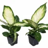 Camille Dieffenbachia Live Plant – 2 Potted Houseplants – 3 inch Pots – Indoor - Image 1