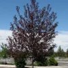 Canada Red Chokecherry Tree Live Plant – 2-12" Tall Seedling in 2.5" Pot – Outdoor - Image 1