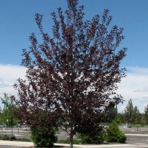 Canada Red Chokecherry Tree Live Plant – 2-12" Tall Seedling in 2.5" Pot – Outdoor - Image 1